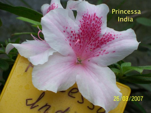 Princessa India